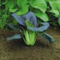 600 Pcs Mustard seed vegetable seed Choy Sum Seeds
