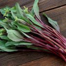 1500 Pcs Purple Choy Sum seeds Hon-Tsai Tai Kosaitai Flowering Cabbage 1500 Pcs Purple Choy Sum seeds Hon-Tsai Tai Kosaitai Flowering Cabbage