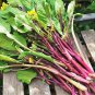1500 Pcs Purple Choy Sum seeds Hon-Tsai Tai Kosaitai Flowering Cabbage