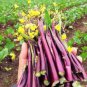 1500 Pcs Purple Choy Sum seeds Hon-Tsai Tai Kosaitai Flowering Cabbage