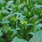 3600 Pcs Asian Yu Choy Choi Sum Choy Sum Chinese Flowering