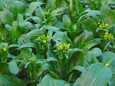 3600 Pcs Asian Yu Choy Choi Sum Choy Sum Chinese Flowering