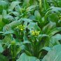 3600 Pcs Asian Yu Choy Choi Sum Choy Sum Chinese Flowering