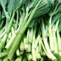 3600 Pcs Asian Yu Choy Choi Sum Choy Sum Chinese Flowering
