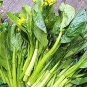 3600 Pcs Asian Yu Choy Choi Sum Choy Sum Chinese Flowering