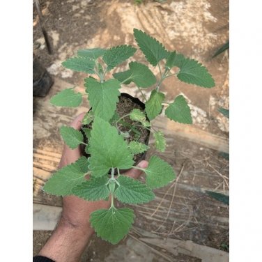 4000 Pcs Nepeta cataria Camelina sativa