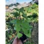 4000 Pcs Nepeta cataria Camelina sativa