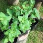 4000 Pcs Nepeta cataria Camelina sativa