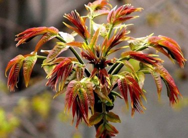 100 Pcs toona sinensis, Chinese mahogany, Cedrela sinensis tree seeds