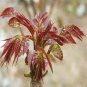 100 Pcs toona sinensis, Chinese mahogany, Cedrela sinensis tree seeds