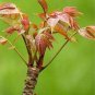 100 Pcs toona sinensis, Chinese mahogany, Cedrela sinensis tree seeds