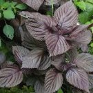 1000 Pcs Perilla Seeds | KKaennip Gaennip Sesame Beefsteak Shiso Asian Seed