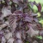 1000 Pcs Perilla Seeds | KKaennip Gaennip Sesame Beefsteak Shiso Asian Seed