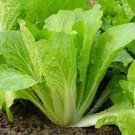 2000 Pcs Indian Chinese Cabbage seeds; Heading Mustard
