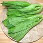 2000 Pcs Indian Chinese Cabbage seeds; Heading Mustard