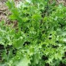 1000 Pcs Cichorium Endivia
