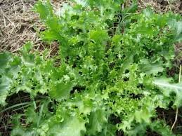 1000 Pcs Cichorium Endivia