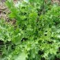 1000 Pcs Cichorium Endivia