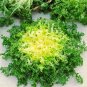 1000 Pcs Cichorium Endivia