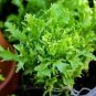 1000 Pcs Cichorium Endivia