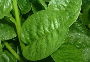 100 Pcs Ceylon Spinach Malabar Spinach Green