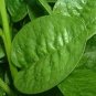100 Pcs Ceylon Spinach Malabar Spinach Green