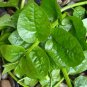 100 Pcs Ceylon Spinach Malabar Spinach Green