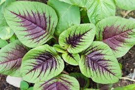 1000 Pcs RARE ANCIENT Chinese Mallow seeds, Chinese winter amaranth