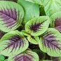 1000 Pcs RARE ANCIENT Chinese Mallow seeds, Chinese winter amaranth
