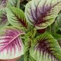1000 Pcs RARE ANCIENT Chinese Mallow seeds, Chinese winter amaranth