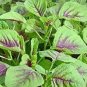 1000 Pcs RARE ANCIENT Chinese Mallow seeds, Chinese winter amaranth