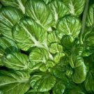 2500 Pcs Oriental veggie seeds, Hybrid Tatsoi x PakChoi