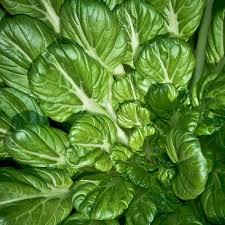 2500 Pcs Oriental veggie seeds, Hybrid Tatsoi x PakChoi