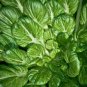 2500 Pcs Oriental veggie seeds, Hybrid Tatsoi x PakChoi