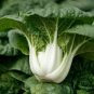 2500 Pcs Oriental veggie seeds, Hybrid Tatsoi x PakChoi