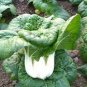 2500 Pcs Oriental veggie seeds, Hybrid Tatsoi x PakChoi