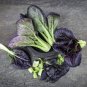 1200 Pcs Purple Lady Bok Choy