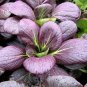 1200 Pcs Purple Lady Bok Choy