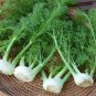 1800 Pcs FENNEL 'Florence' seeds unusual vegetable garden culinary herb bulb