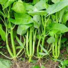 100 Pcs Water spinach seeds water convolvulus vegetables with big leaves