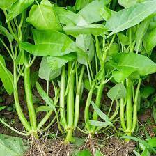 100 Pcs Water spinach seeds water convolvulus vegetables with big leaves