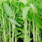 100 Pcs Water spinach seeds water convolvulus vegetables with big leaves