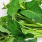 100 Pcs Water spinach seeds water convolvulus vegetables with big leaves