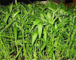 100 Pcs Water spinach seeds water convolvulus