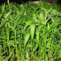 100 Pcs Water spinach seeds water convolvulus