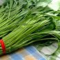 100 Pcs Water spinach seeds water convolvulus
