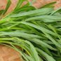 100 Pcs Water spinach seeds water convolvulus