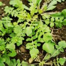 3000 Pcs Shepherd's Purse Seeds Vegetable Modern Herbal Capsella Bursa-pastoris