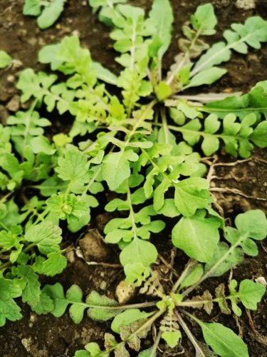 3000 Pcs Shepherd's Purse Seeds Vegetable Modern Herbal Capsella Bursa-pastoris