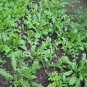 3000 Pcs Shepherd's Purse Seeds Vegetable Modern Herbal Capsella Bursa-pastoris